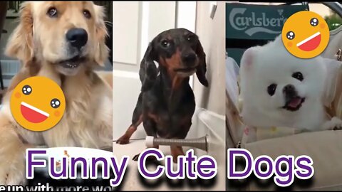 Very Funny And Cute Dogs Of September 2020