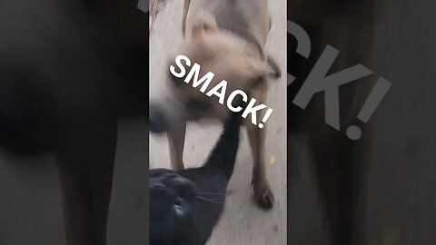 Cat throws paws with pitbull 🥊 #shorts #attack #blackcat #pitbulldog