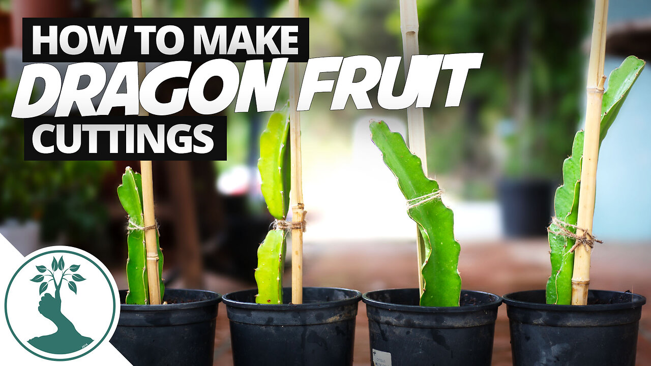 How to Make Dragon Fruit Cutting | SUPER EASY! - Propagating Dragon Fruit From Cuttings