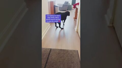 A gentle boop from Lily to wake up Kinley when it’s walk time
