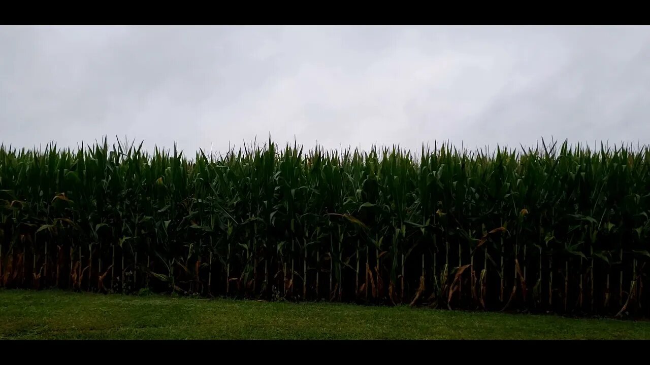 corn 1