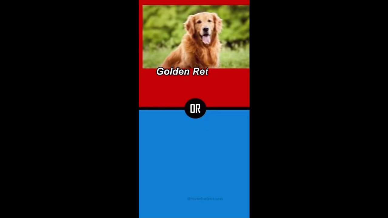 Pick a Dog