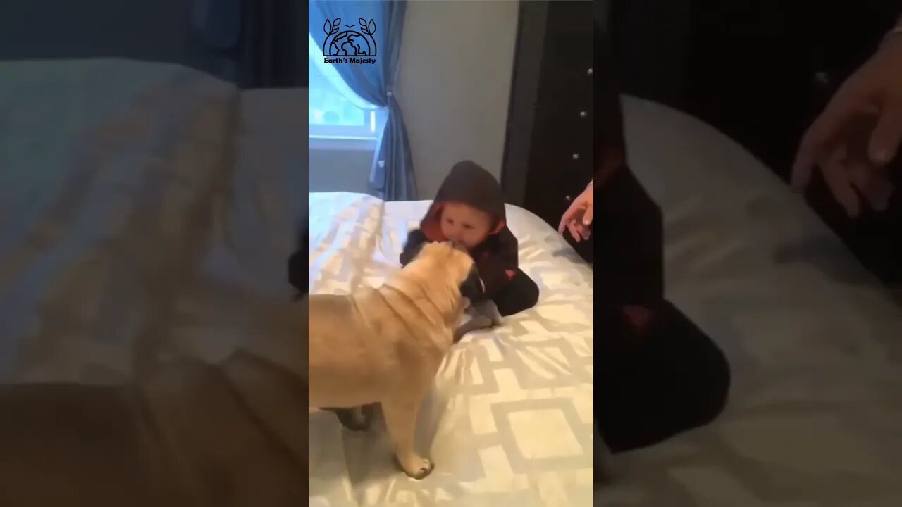 Funny baby and Dog #funny #funnybaby #nature #dog #enjoy #entertainment