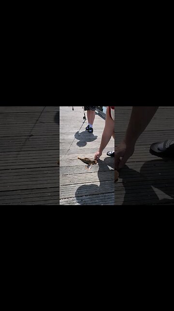 Sea Robins at pier hehe