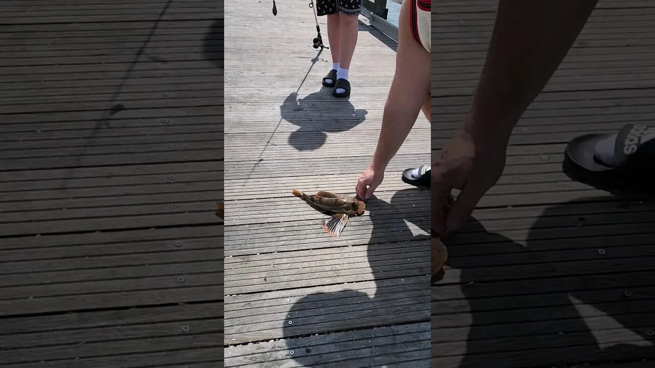 Sea Robins at pier hehe