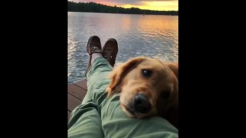 Dog's favorite view