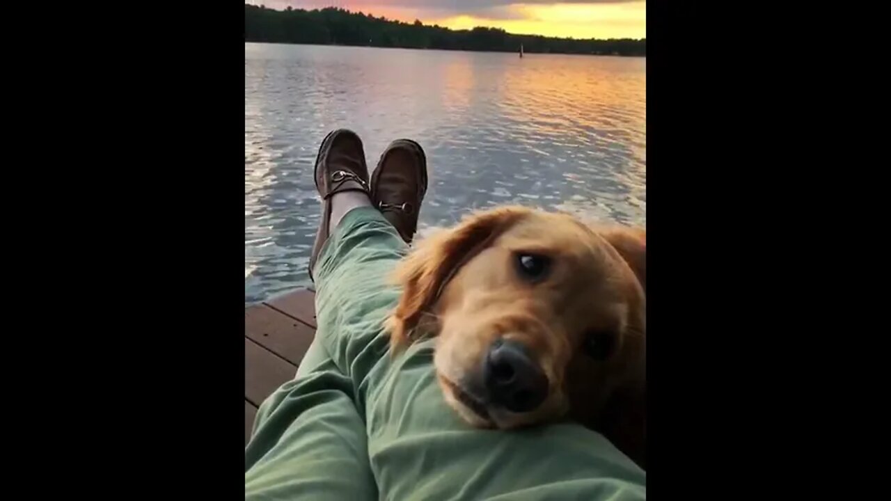 Dog's favorite view