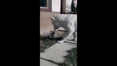 Cute puppy/dog playing with daddy🐕🐶😍😘