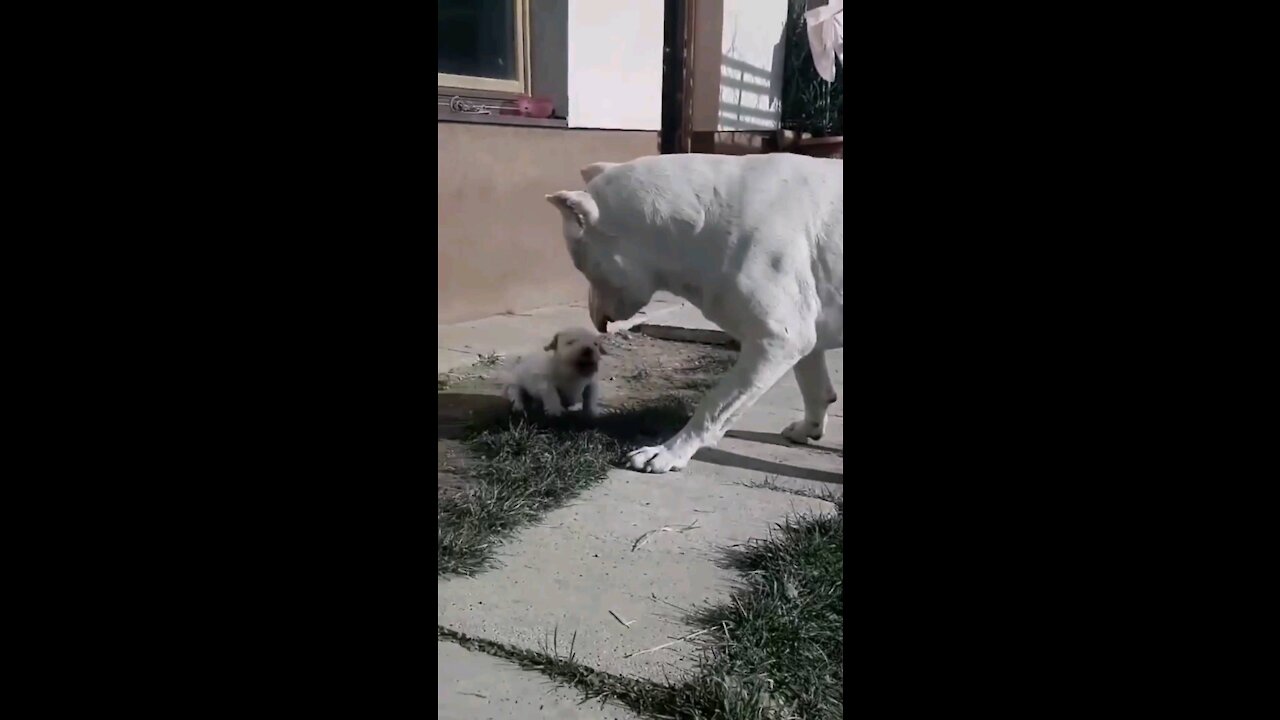 Cute puppy/dog playing with daddy🐕🐶😍😘