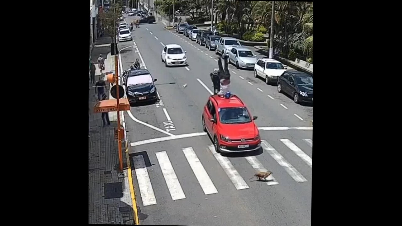 car stops for dog and motorbike rider can't stop.