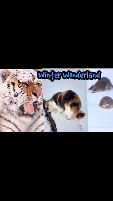 Winter Wonderland: Adorable Animals frolicking in the Snow