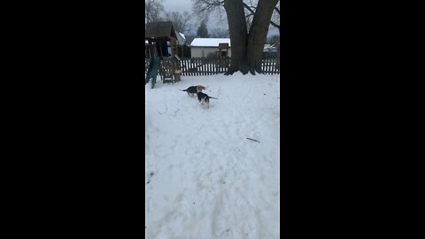 Snow beagles.