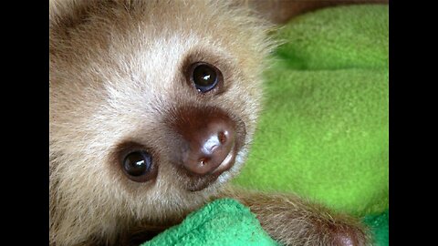 Baby Sloths Being Sloths - FUNNIEST Compilation