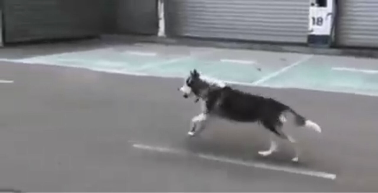 Bucha - Ukraine. Dog separated from owner reunites after horror of Russian occupation