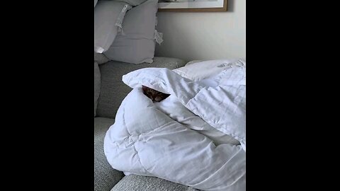 funny videos