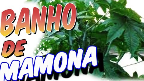 BANHO DE MAMONA (DESCARREGO LIMPEZA DE Espírito OBSESSORES)