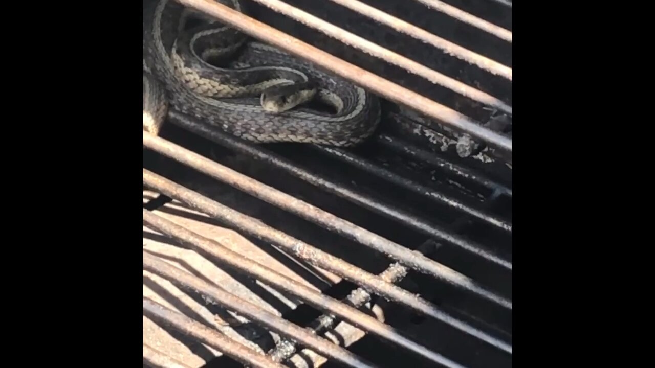 SNAKE FOUND IN GRILL!!!