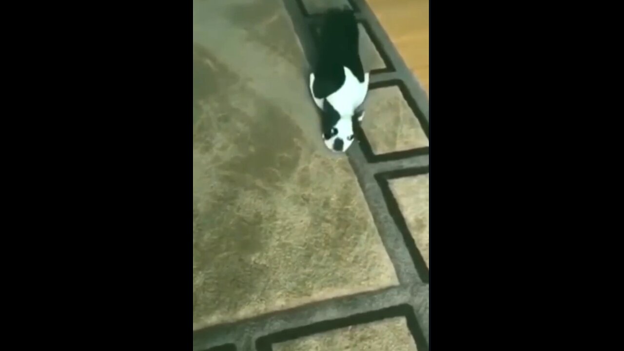 funny animal cat video