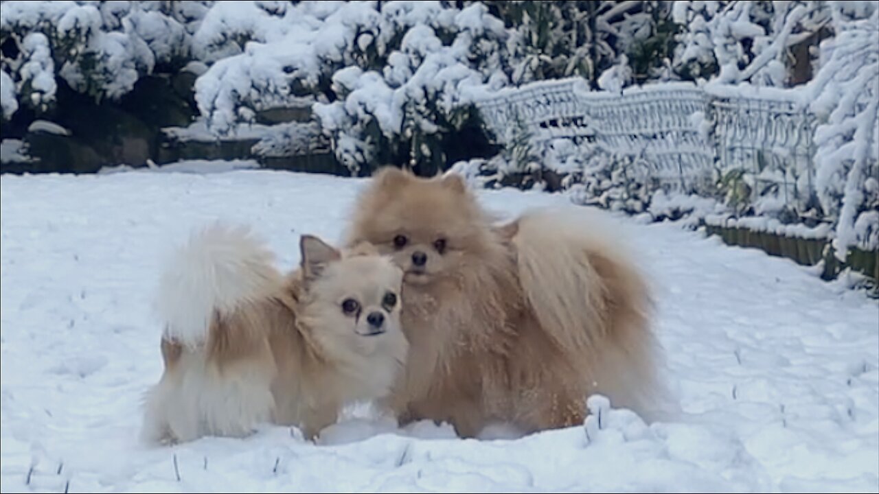 Vito & Picasso joy in the snow