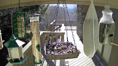 Live Stream Bird Feeder Ashville NC