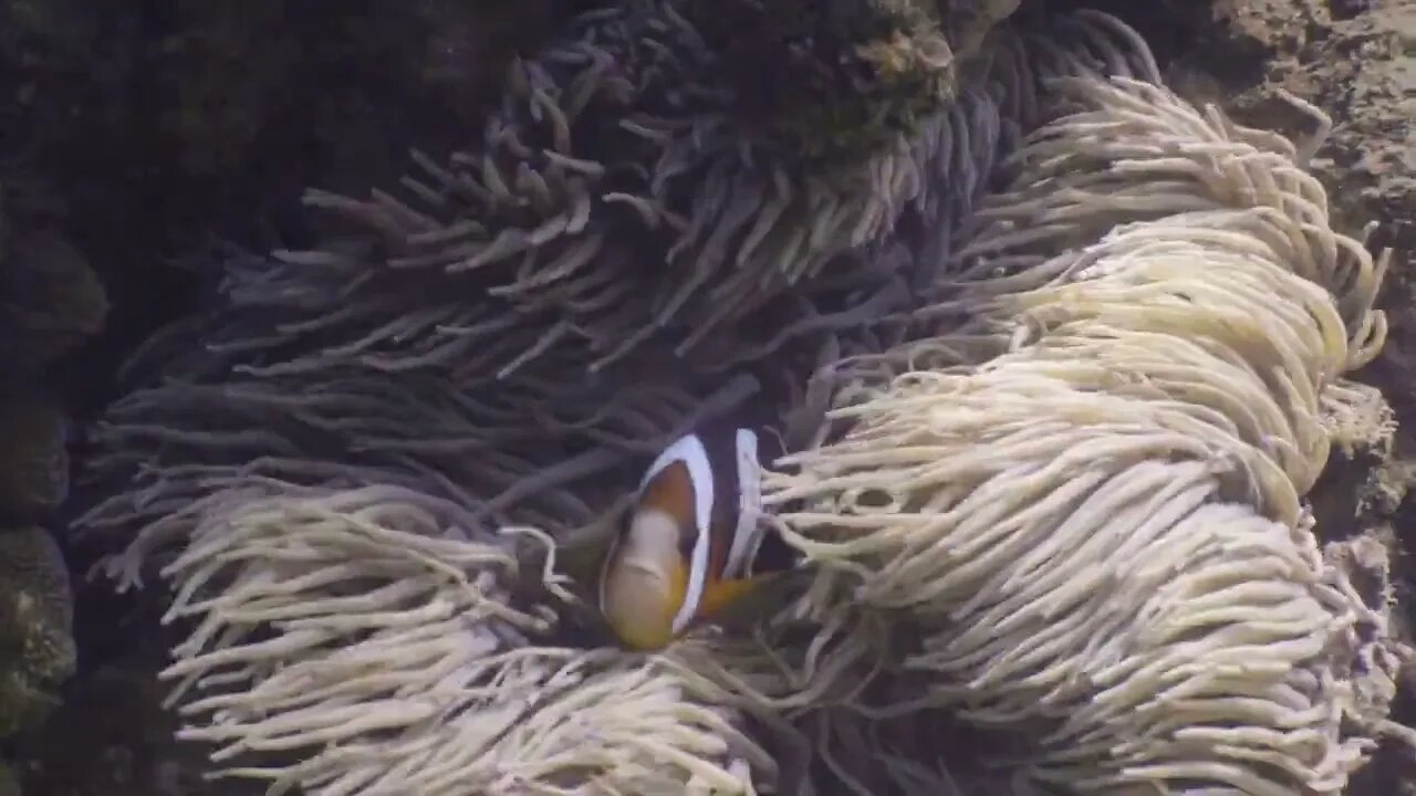 Close up view of anemone fish taking shelter between sea anemones in the ocean