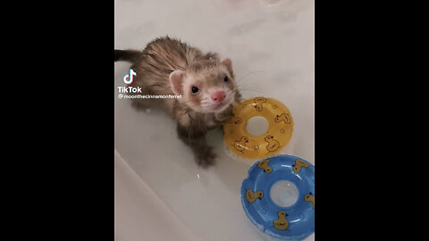 Ferret Getting a Bath