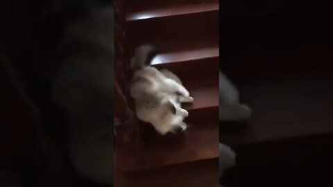 aquele dia que você anda se arrastando 🤣🤣