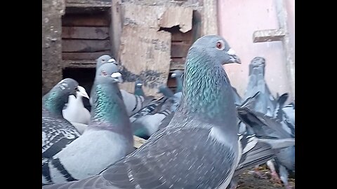 Pigeon life , Food Time