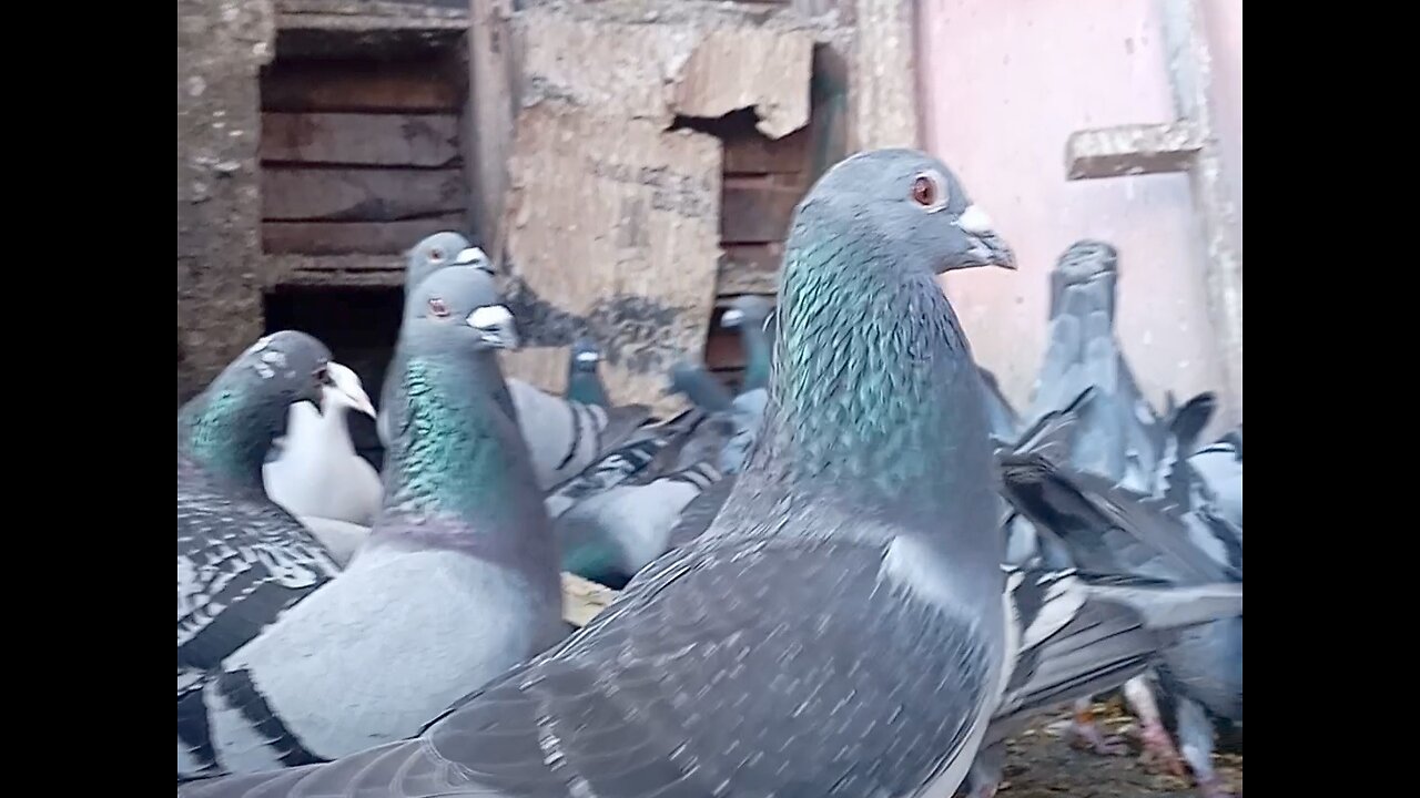 Pigeon life , Food Time