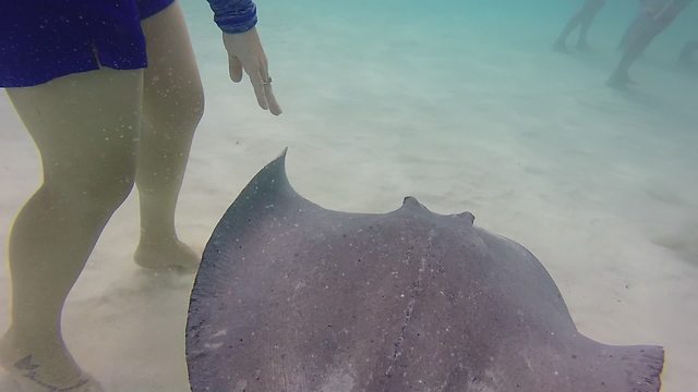 Injured stingrays circle woman in Grand Caymans