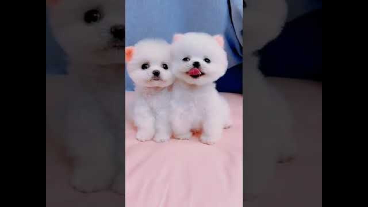 Baby dogs _ Cute and Funny Dogs Videos Compilation 2021