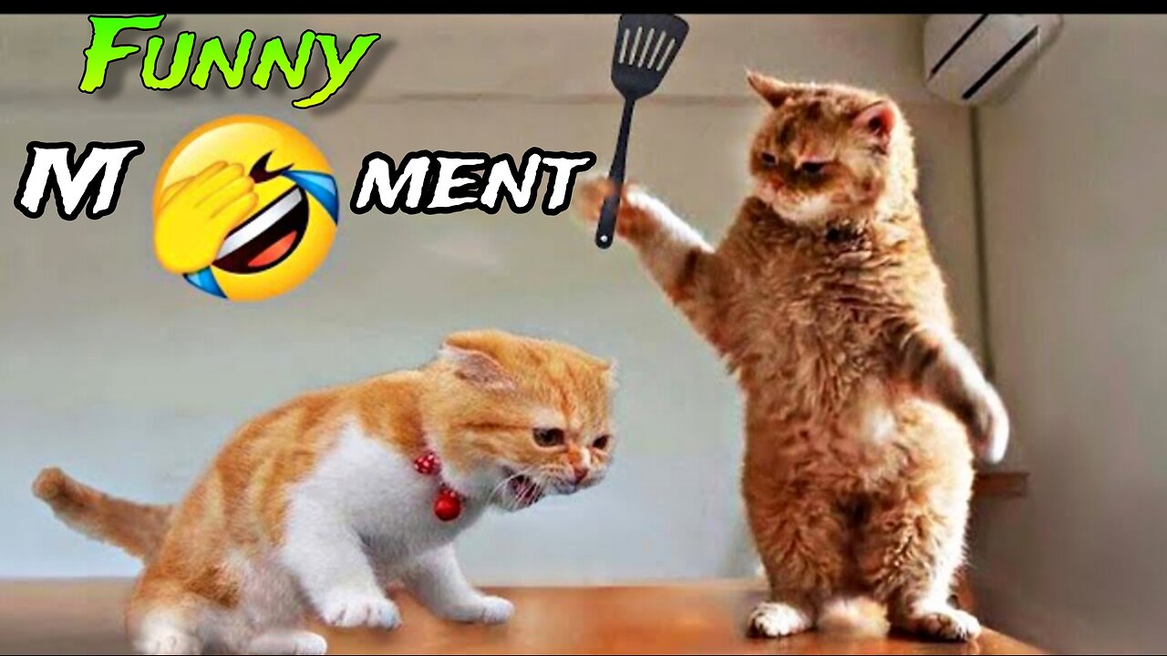 Funniest Animals 2023 😂 New Funny Cats and Dogs Videos 😻🐶 Part 1