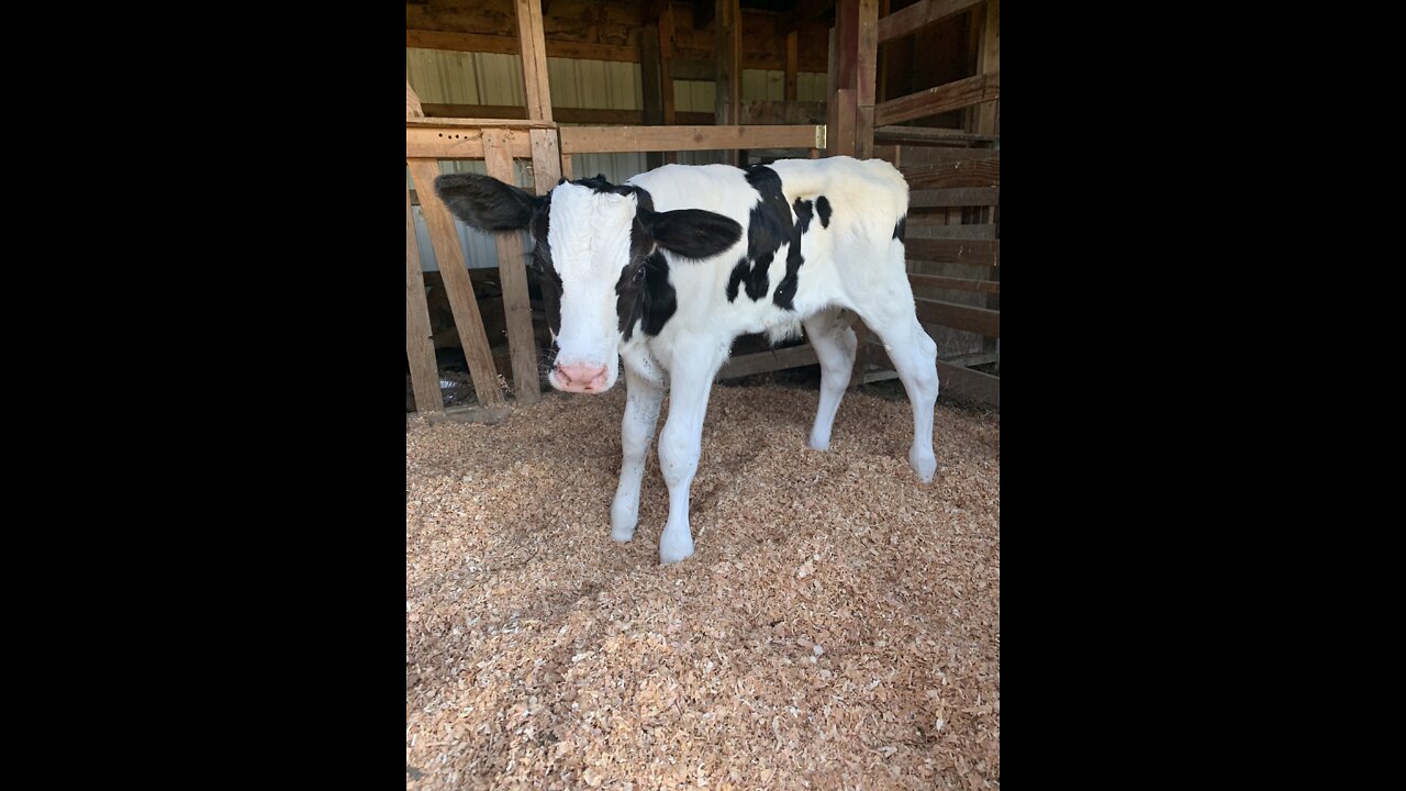 Baby Cow Playing for the First Time! 🐄