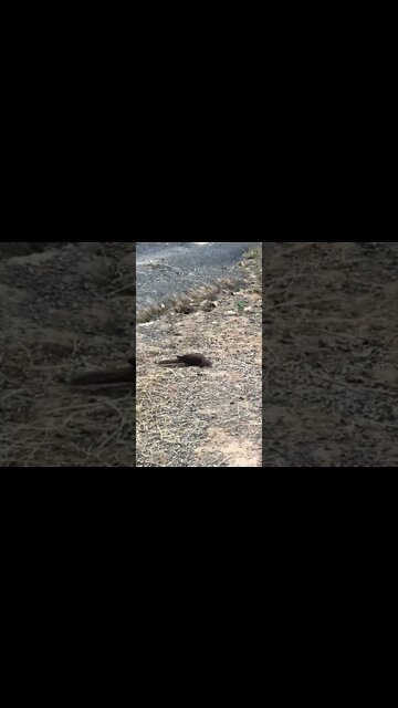 Native brown cuckoo bird