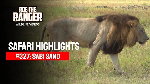 Safari Highlights #327: 26 - 28 February 2015 | Sabi Sand Nature Reserve | Latest Wildlife Sightings