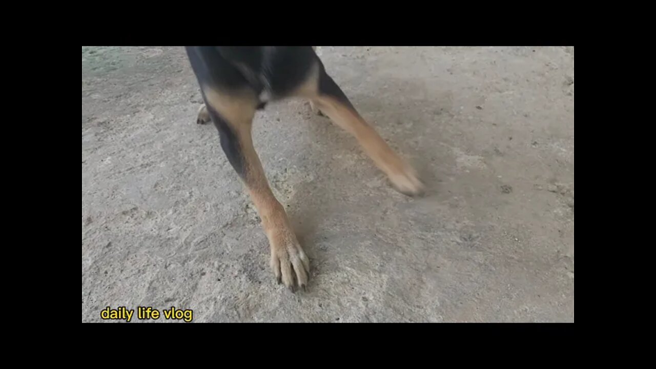 Mischievous dog and naughty dog