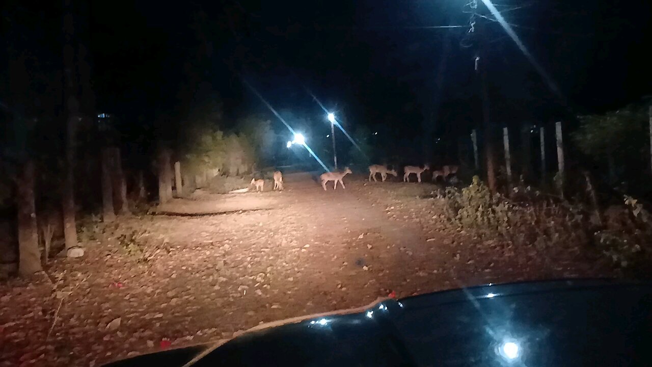 Deer in tropical region of Nepal