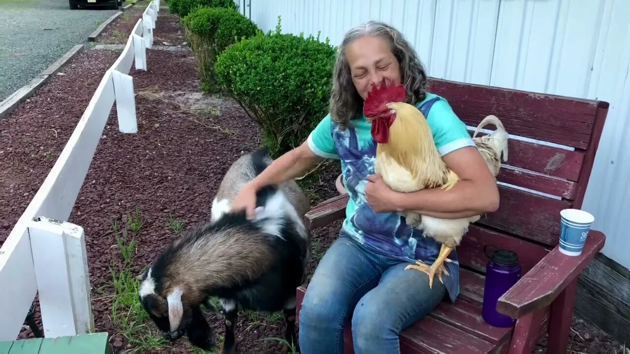 Dinner break surrounded by farm animals!