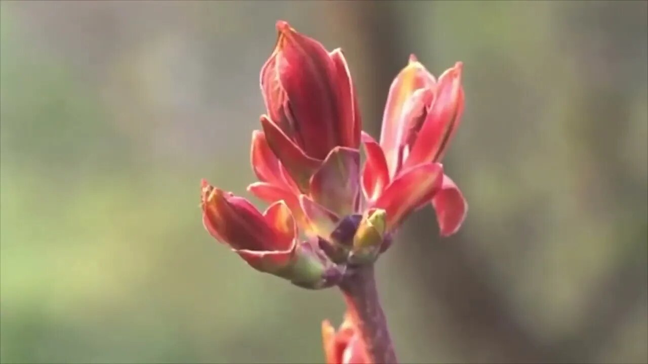 Immersive Nature Sounds Relaxing Nature | ASMR | Great with HEADPHONES | Relaxing and soothing