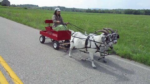 Dixie the Cart Goat: At Work & Play