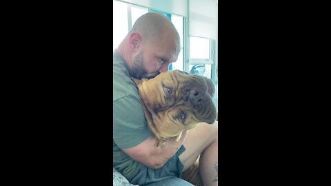 GIANT Pit Bull (160lbs) thinks he’s a “lap dog” 🦁😍