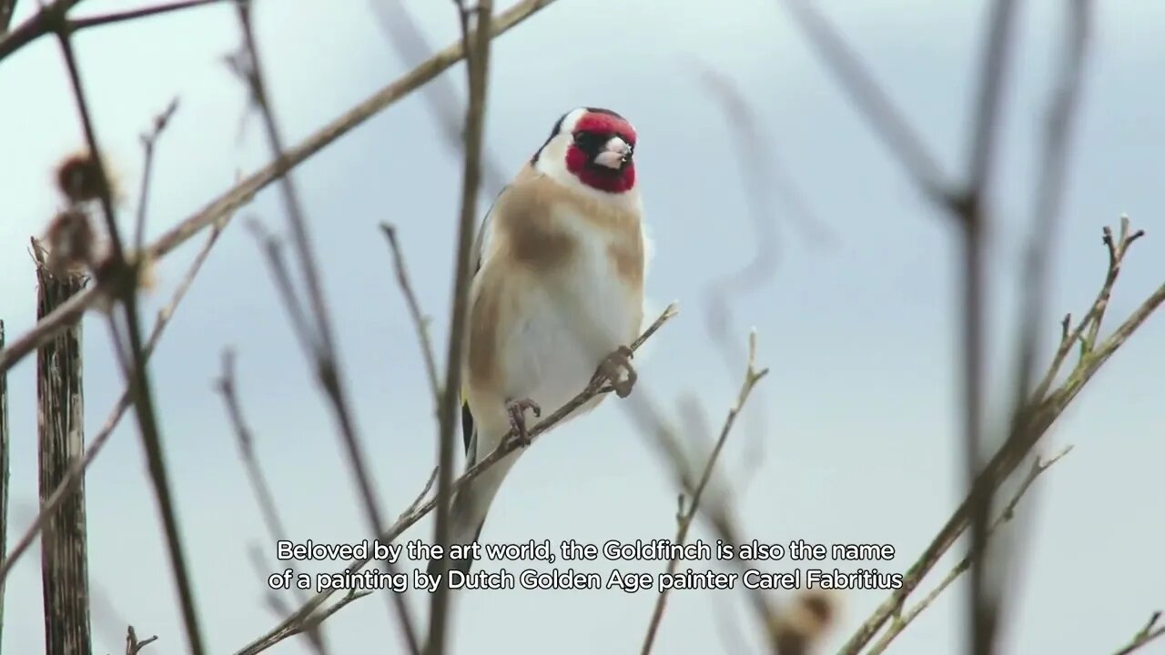 European Goldfinch