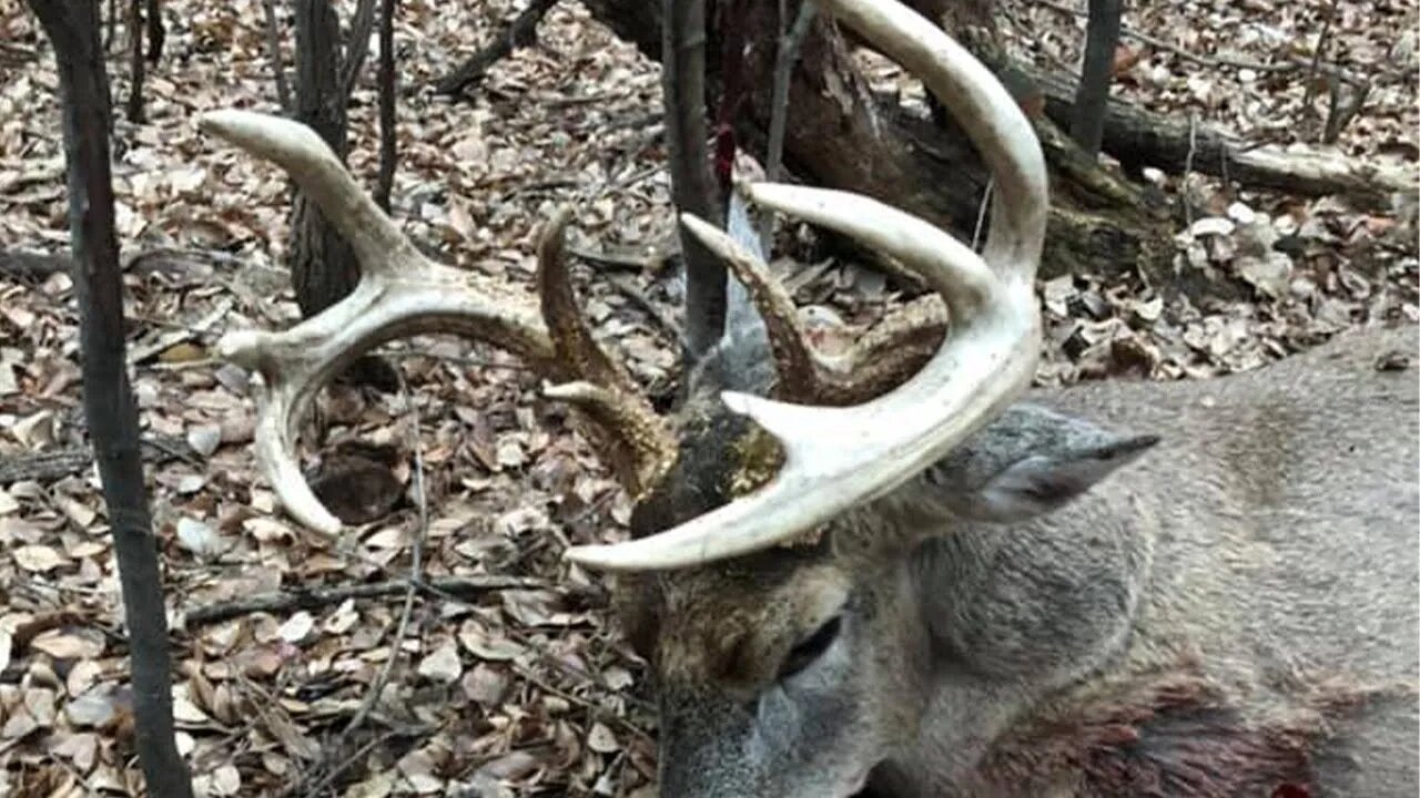 Bow To Gun Buck - Kansas Whitetail Hunting I Team Radical