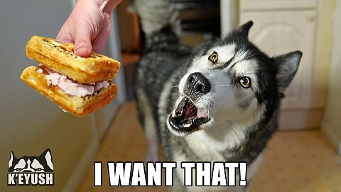 When the waffle ice cream sandwich fails, the husky retreats!