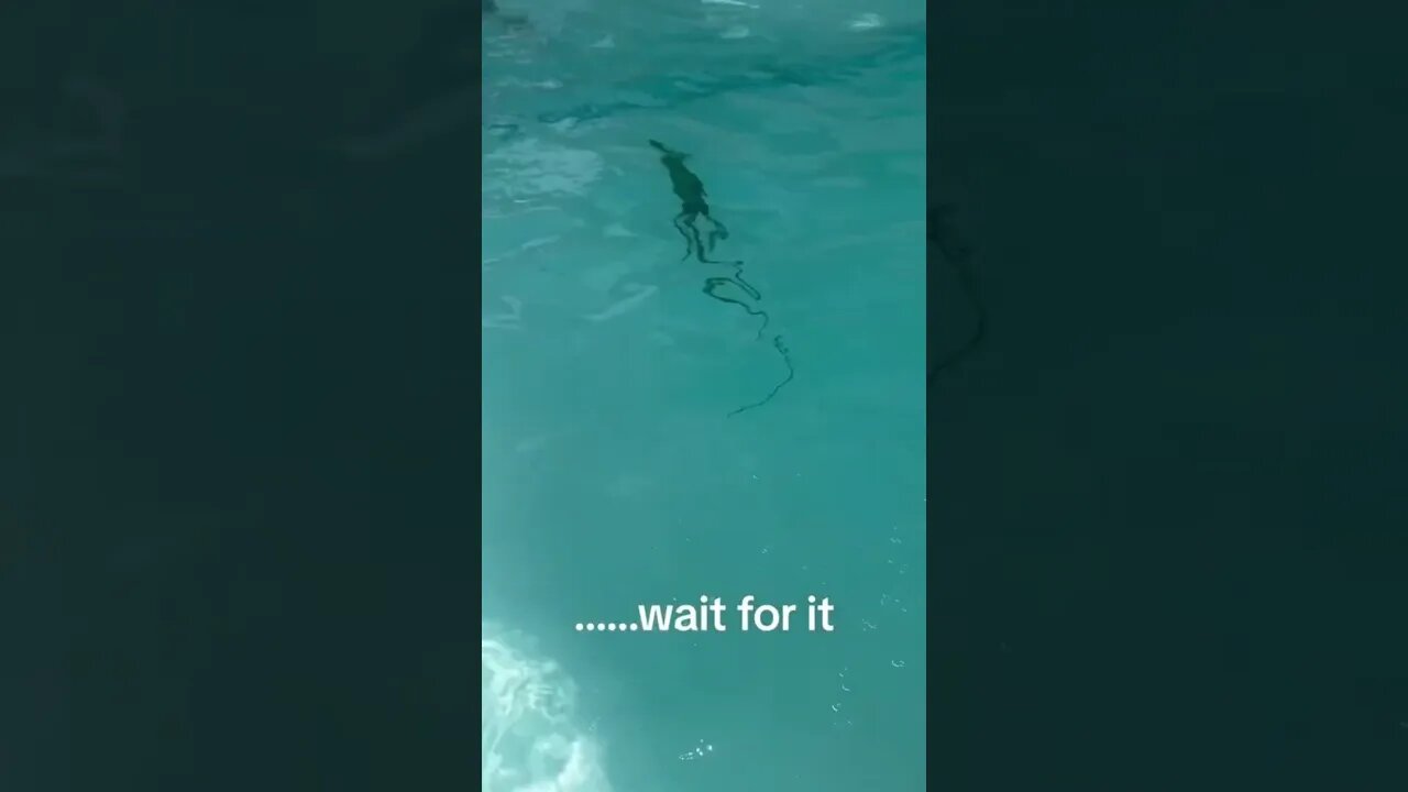 Iguana likes to take a swim too 🦎