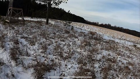 Trapping an untouched woods! Ep11
