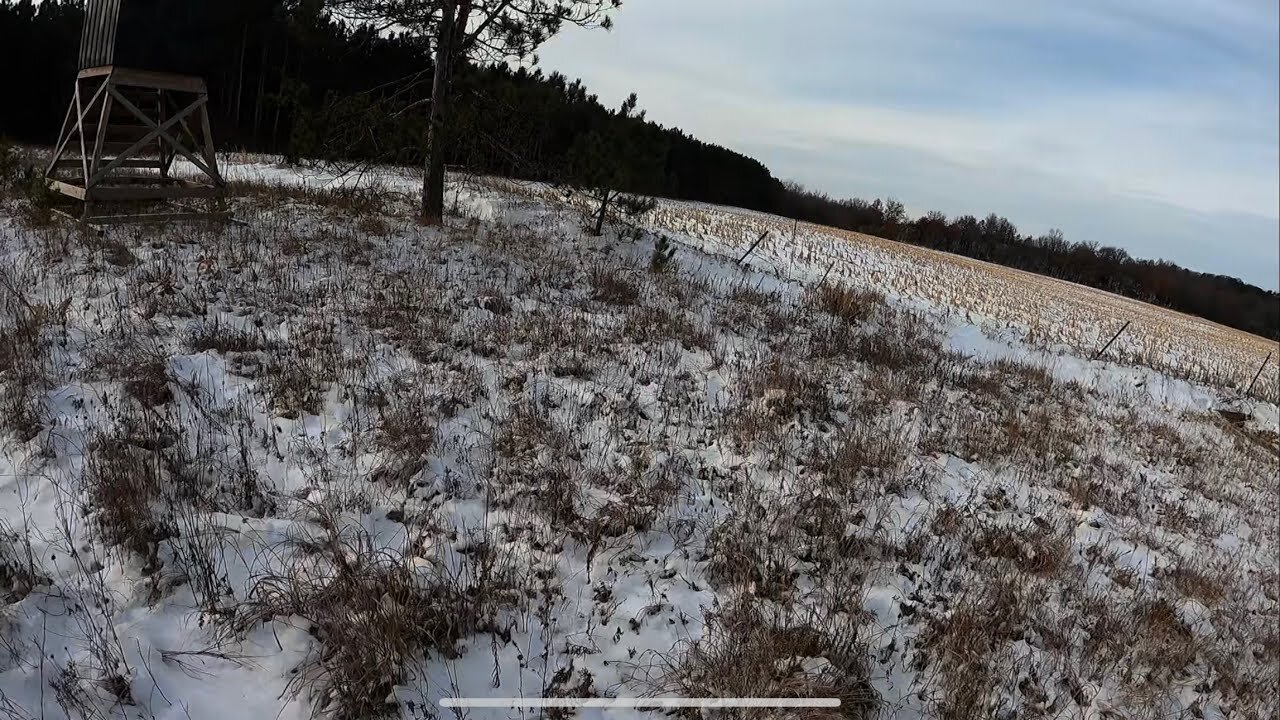 Trapping an untouched woods! Ep11