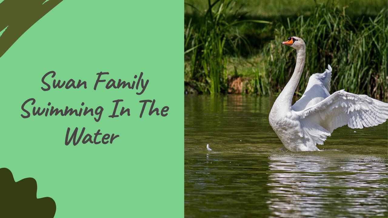 Swan Family Swimming In The Water