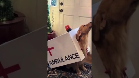 Cão ambulância 🤣