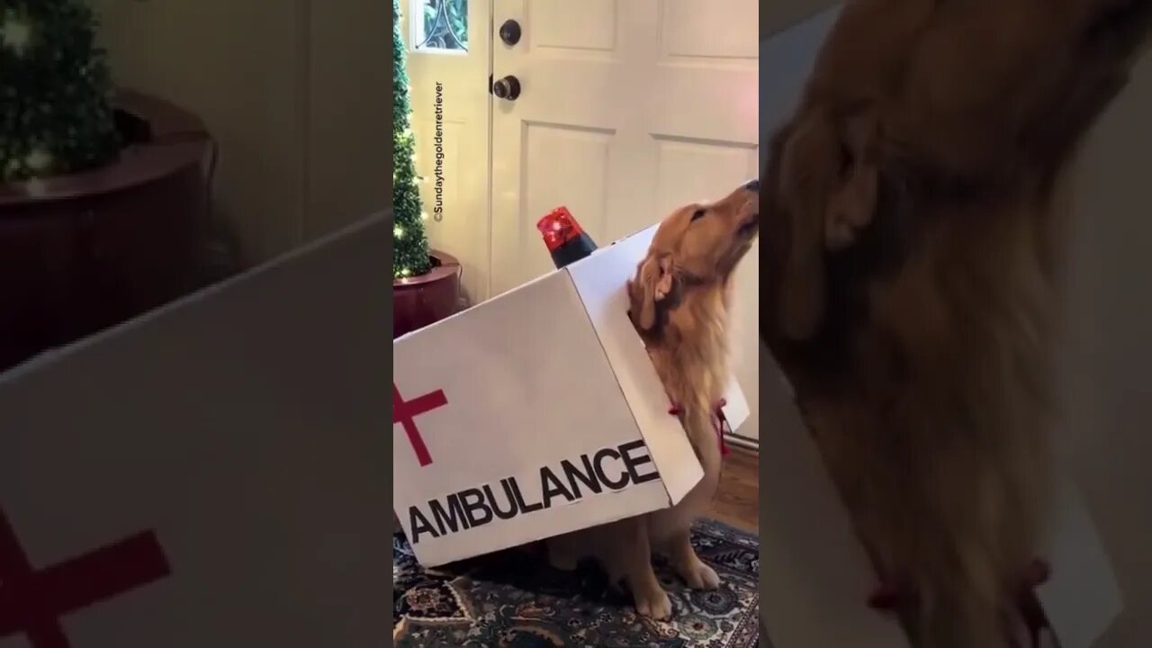 Cão ambulância 🤣